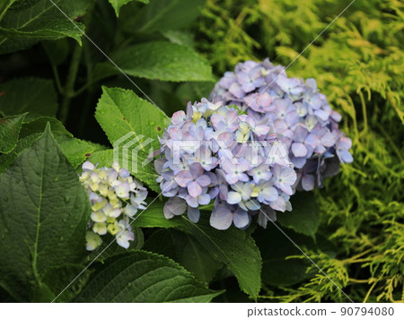 Hydrangea blooming in a park on a rainy day Hydrangea blooming in a park on a rainy day 90794080