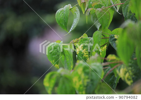Hydrangea blooming in a park on a rainy day Hydrangea blooming in a park on a rainy day 90794082