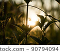 Grass Sillhouette at Sunrise 90794094