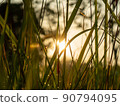 Grass Sillhouette at Sunrise 90794095