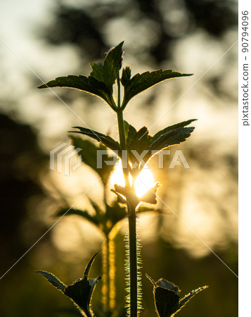 Grass Sillhouette at Sunrise 90794096