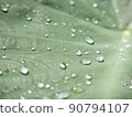 water droplet on Yam Leaf 90794107