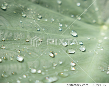 water droplet on Yam Leaf 90794107