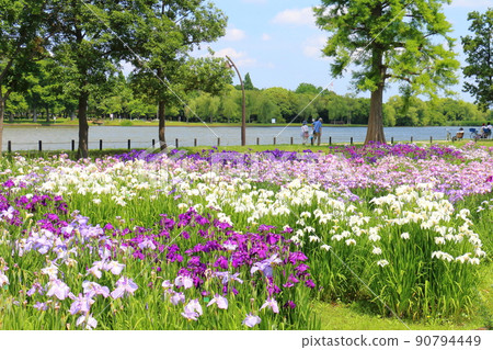 6月初東京葛飾區水本公園鳶尾花節 90794449
