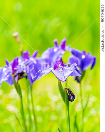 Refreshing early summer scenery: Colorful and gorgeous irises in full bloom 90794636