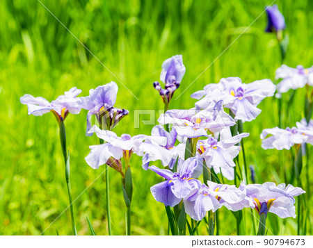 Refreshing early summer scenery: Colorful and gorgeous irises in full bloom 90794673