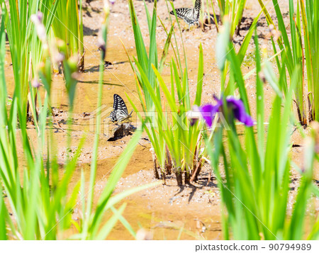 Cute early summer scenery: Two swallowtail butterflies resting in the iris field 90794989