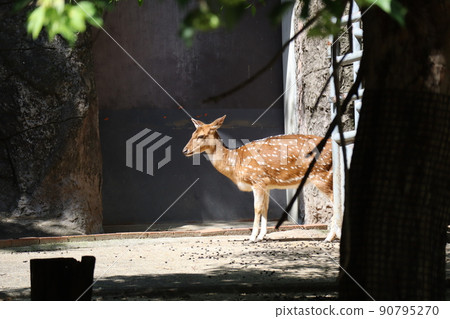 動物園繁育空間中的一朵白蟻的風景 90795270