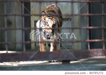 可以清楚地看到動物園籠子後面的老虎臉的風景 90795272