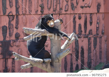 動物園繁殖區攀爬樹上的太陽熊景觀 90795273