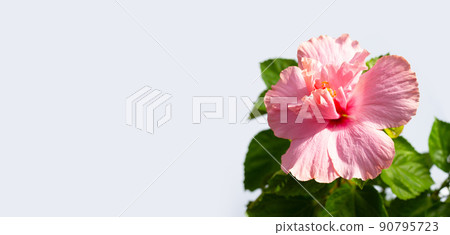 Hibiscus flower with leaves on white background. 90795723