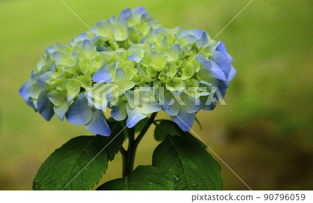Hydrangea at Gokoku Shrine, Mito City, Ibaraki Prefecture 90796059