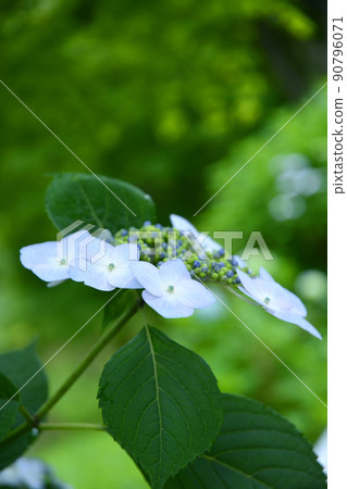 Hydrangea at Gokoku Shrine, Mito City, Ibaraki Prefecture Hydrangea at Gokoku Shrine, Mito City, Ibaraki Prefecture 90796071