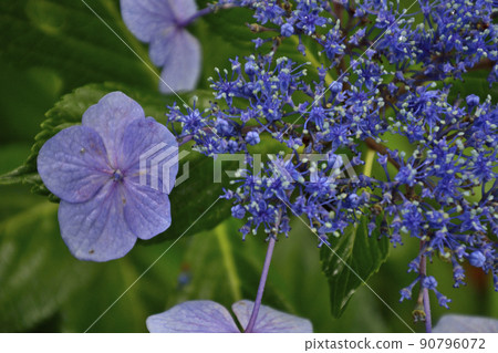 茨城縣水戶市護國神社的繡球花 90796072