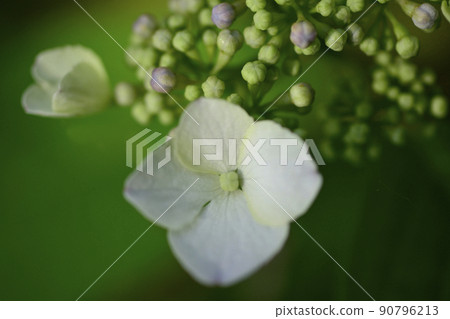 Hydrangea at Gokoku Shrine, Mito City, Ibaraki Prefecture Hydrangea at Gokoku Shrine, Mito City, Ibaraki Prefecture 90796213