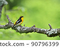 Narcissus flycatcher singing on a branch ♂ 90796399