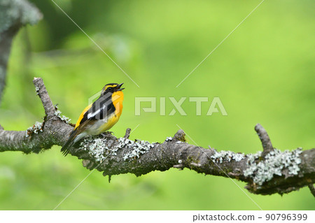 Narcissus flycatcher singing on a branch ♂ 90796399