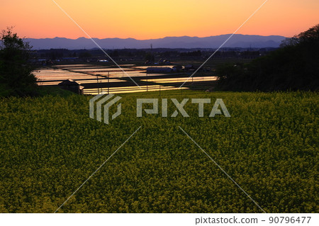 岩手縣北上市,夕陽下的油菜花田 岩手縣北上市,夕陽下的油菜花田 90796477