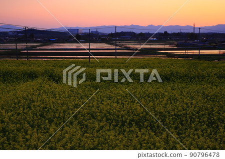 岩手縣北上市,夕陽下的油菜花田 岩手縣北上市,夕陽下的油菜花田 90796478