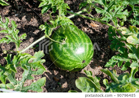 Watermelon grows on a melon bed 90796485