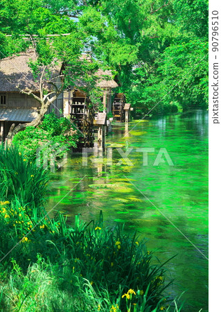 Manmizu River and watermill of Daio Wasabi Farm full of fresh greenery Manmizu River and watermill of Daio Wasabi Farm full of fresh greenery 90796510