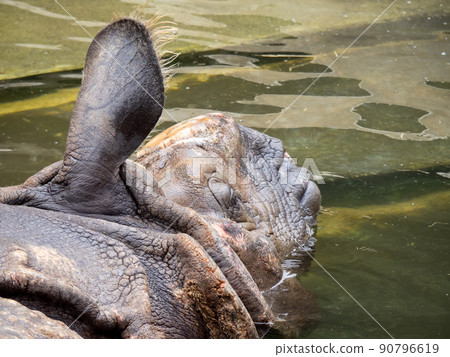 淹沒在水中的印度犀牛。 90796619