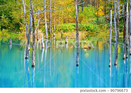 青池（北海道美瑛町） 90796673