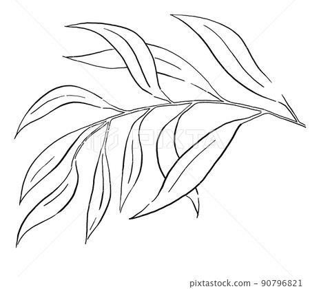 Black Outlines botanical leaves illustration isolated Black Outlines botanical leaves illustration isolated 90796821