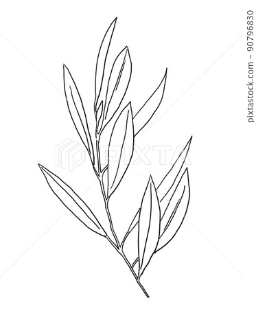 Black outline mediterranean olive branch and leaves, wedding invitation element illustration 90796830