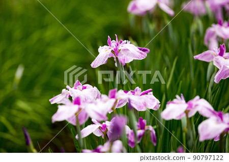 Fukiage Shobu Park,青梅市,東京花卉節 Fukiage Shobu Park,青梅市,東京花卉節 90797122