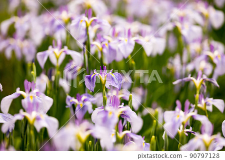 Fukiage Shobu Park,青梅市,東京花卉節 Fukiage Shobu Park,青梅市,東京花卉節 90797128