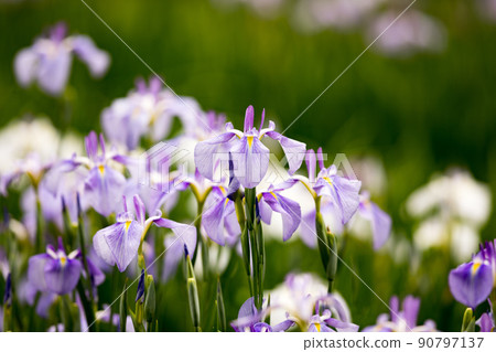 Fukiage Shobu Park, Ome City, Tokyo Flower Festival 90797137