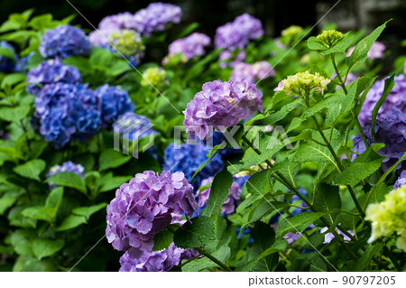 六月雨天的繡球花 90797205