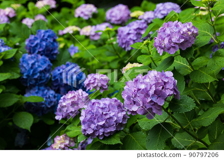六月雨天的繡球花 90797206