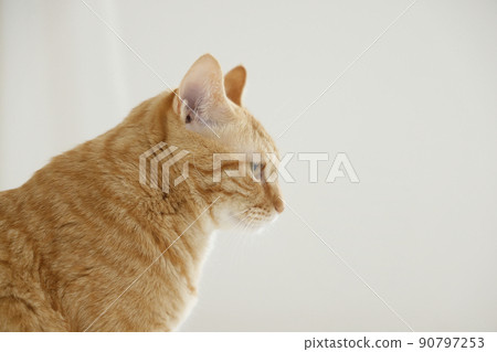 Cat's daily life (it has grown completely) 90797253