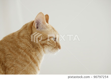 Cat's daily life (it has grown completely) Cat's daily life (it has grown completely) 90797254