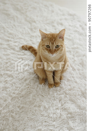 Cat's daily life (it has grown completely) 90797266
