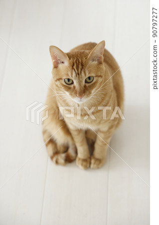 貓的日常生活（已經完全長大） 90797277