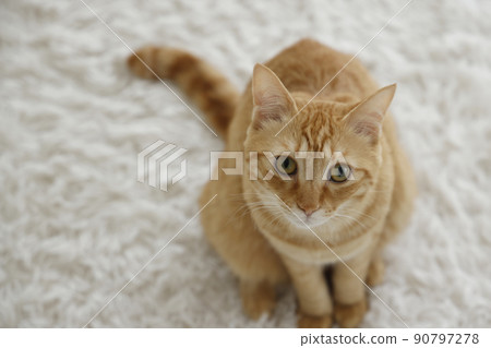 貓的日常生活(已經完全長大) 貓的日常生活(已經完全長大) 90797278