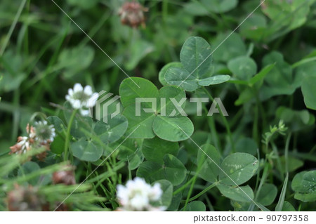 Four-leaf clover white clover Four-leaf clover white clover 90797358