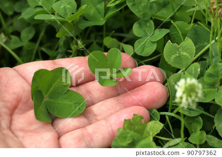 Four-leaf clover white clover Four-leaf clover white clover 90797362
