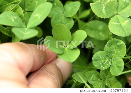 Four-leaf clover white clover Four-leaf clover white clover 90797364