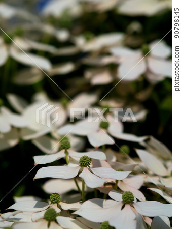 沐浴在早晨陽光下的白色山茱萸花 90798145