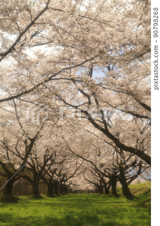 Shizukuishikawaenchi Cherry Blossom Trees 2022 90798268