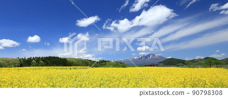 御所湖町屋町的油菜花田2022 90798308