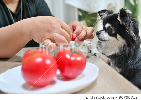 Chihuahua, a dog that eats his favorite tomatoes Chihuahua, a dog that eats his favorite tomatoes 90798712