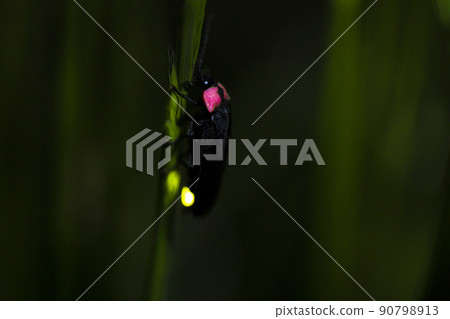 源氏螢火蟲 90798913