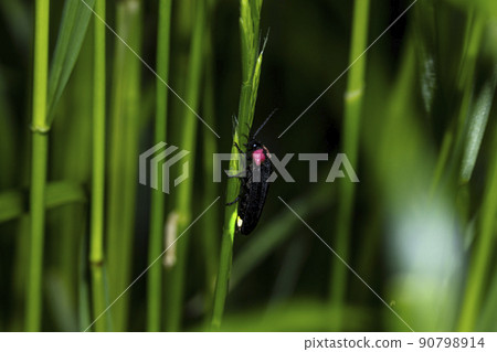 源氏螢火蟲 源氏螢火蟲 90798914