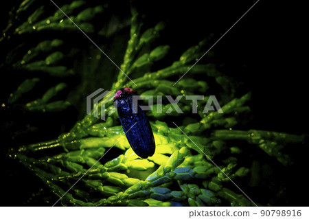 Genji firefly 90798916