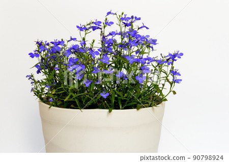 Colorful blue azuro compact flower potted plant Colorful blue azuro compact flower potted plant 90798924